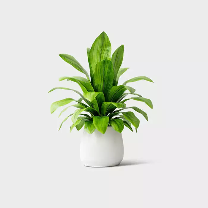 home-gellary-plant-1.webp